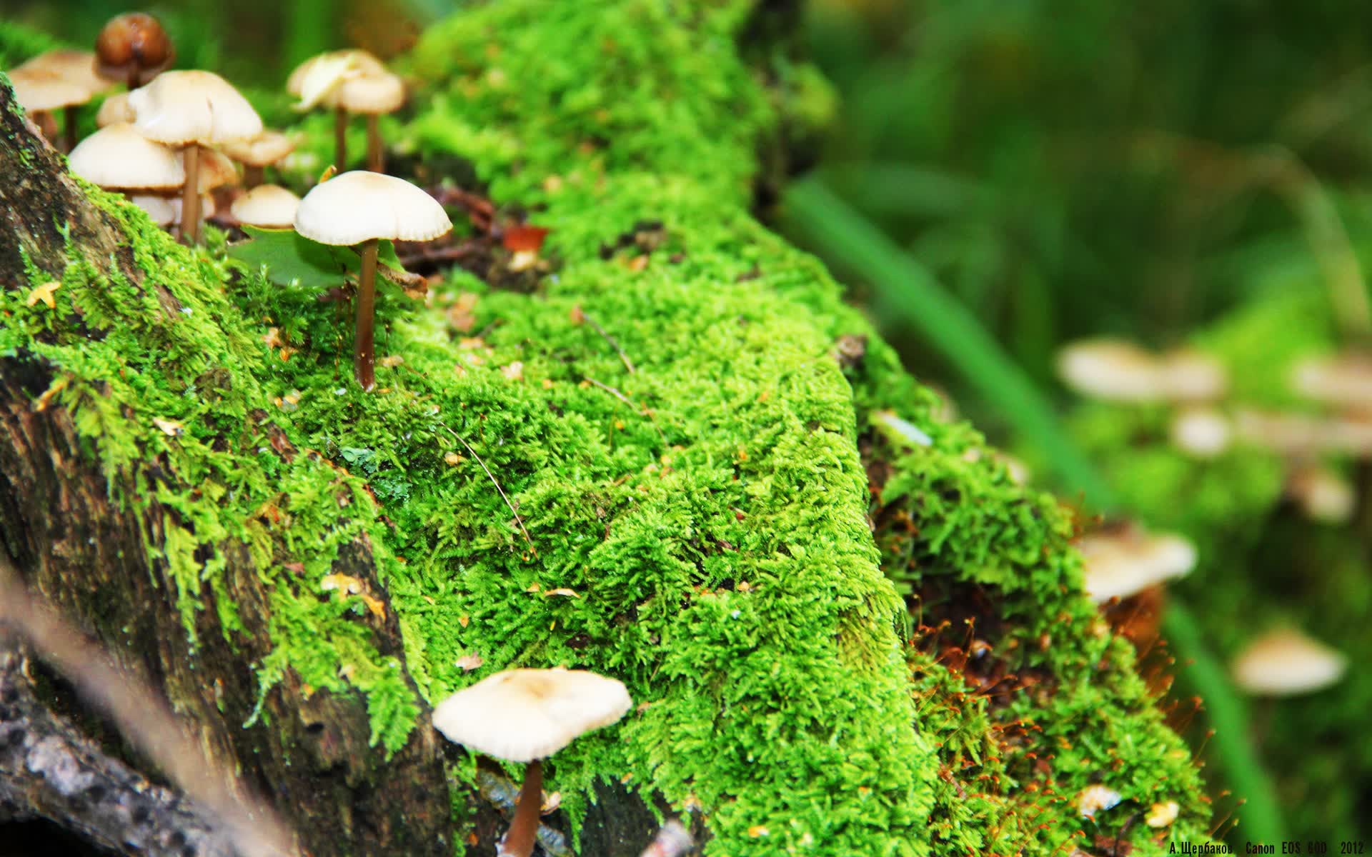世界体操单项赛赛场康复与心理支持示范中心全国复制计划启动，世界体操大赛包括